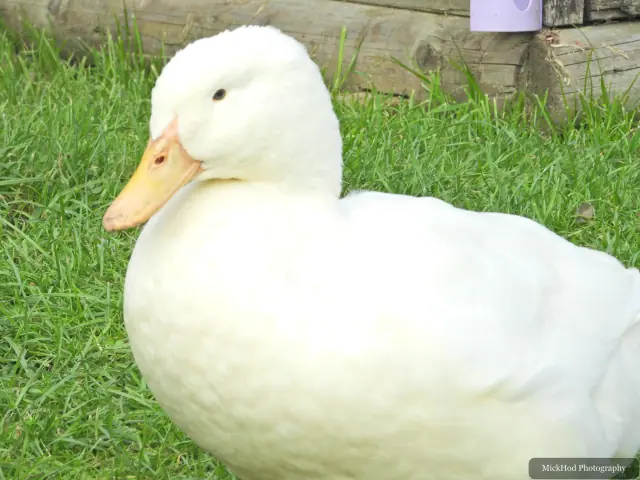 A white domestic duck stands in the grass.