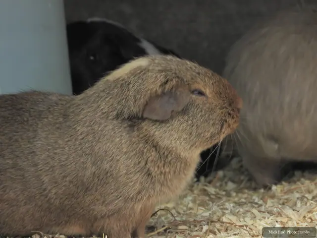 A brown guinea pig rests close to another in the straw.