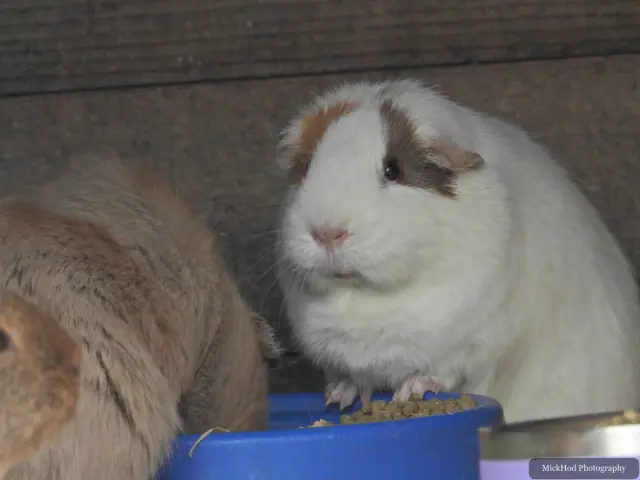 A white and brown guinea pig looks out from its enclosure.