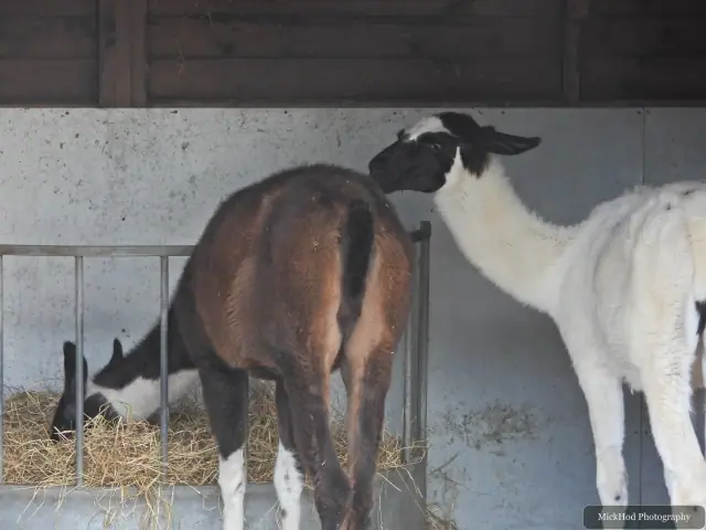 A llama stands in its enclosure at Graves Park Animal Farm.