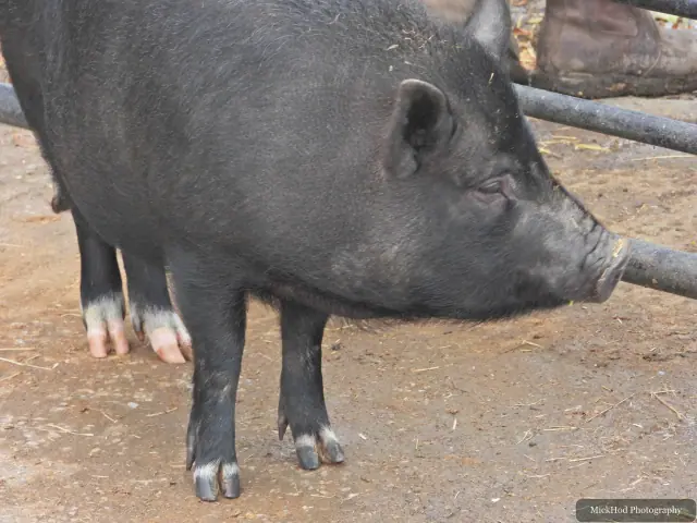 A black pig investigates the ground in its pen.
