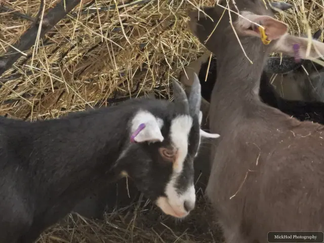 A young goat peers out from among the adults in the straw.