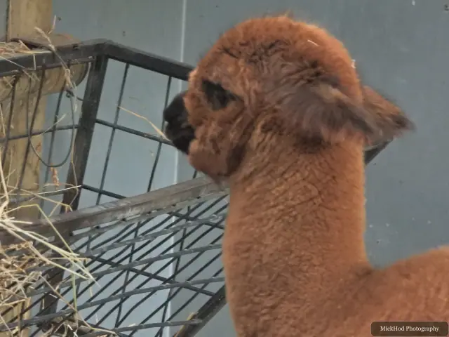A brown alpaca looks over the hay rack.