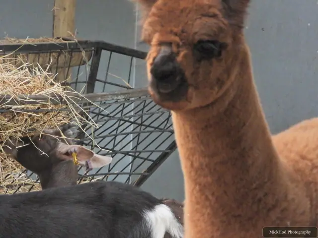 An alpaca stands beside another animal in the straw.