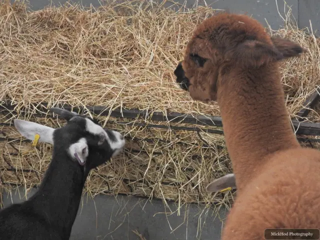 An alpaca and a goat share the feeding area.