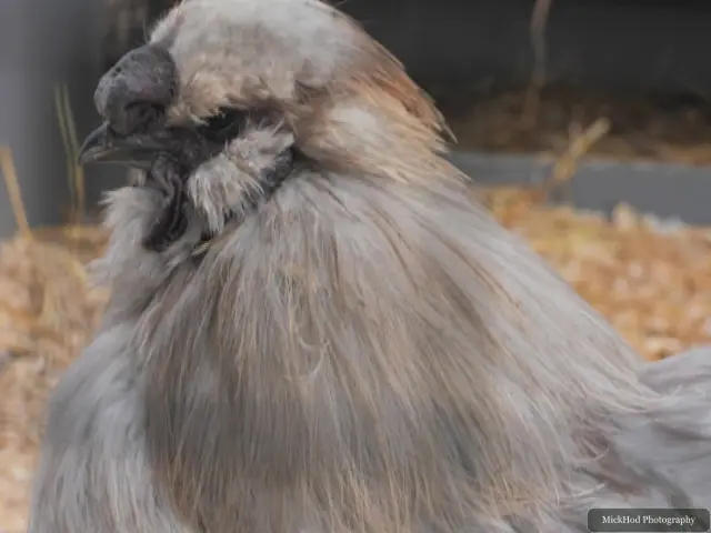 A fluffy Silkie chicken stands on the straw.