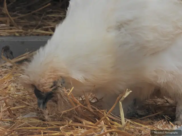 A white chicken pecks around the straw-covered pen.