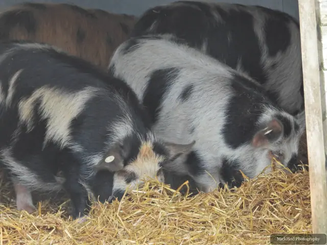 Young pigs forage together in the straw.