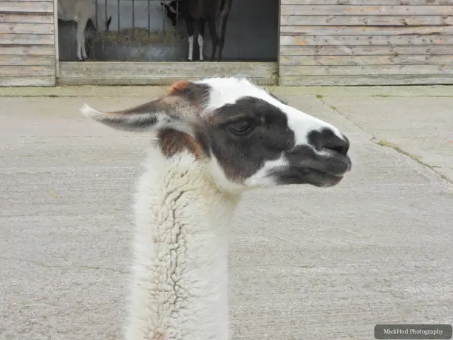A llama looks across the farmyard.