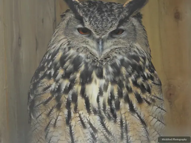 An eagle-owl faces the camera from its enclosure.