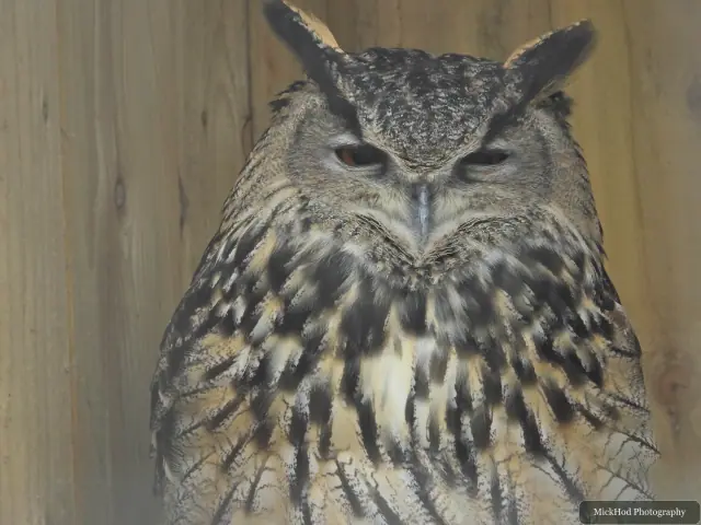 A close portrait shows the mottled plumage of an eagle-owl.