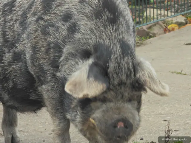 A large spotted pig investigates its enclosure.