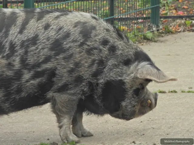 A spotted pig walks across the farmyard.
