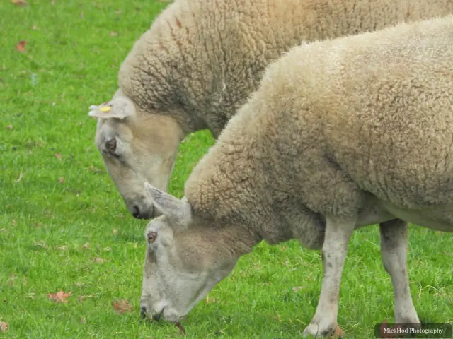 Sheep graze together on the grass.