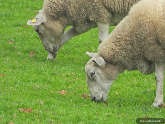 Two sheep feed side by side.