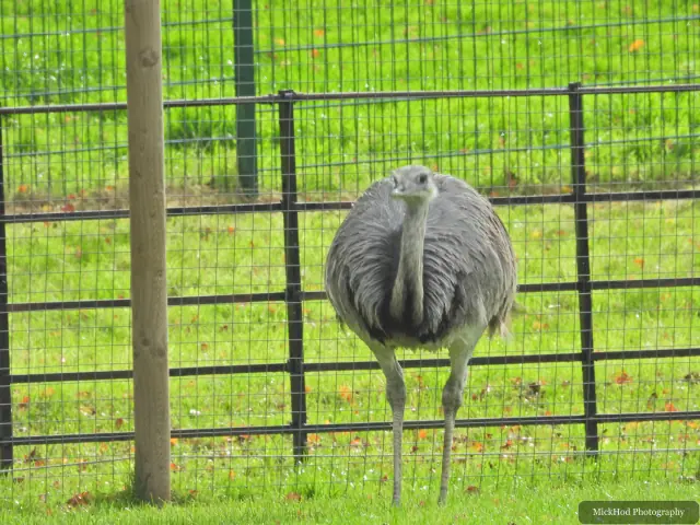 An emu stands facing away behind the paddock fence.