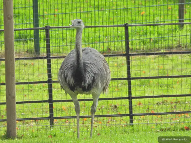 An emu turns its head beside the enclosure fence.