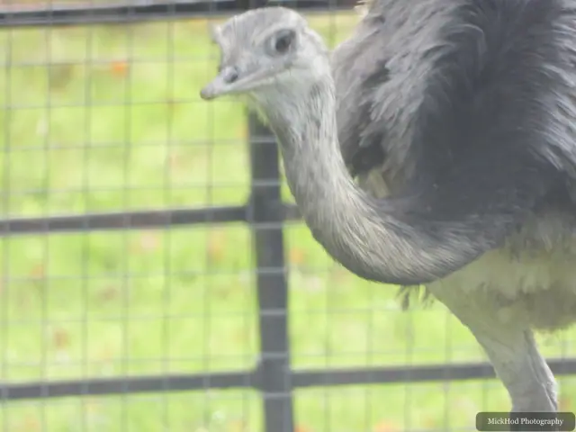 A close view of an emu's shaggy feathers and long neck.