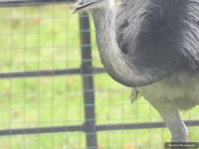An emu walks along the inside of its enclosure.