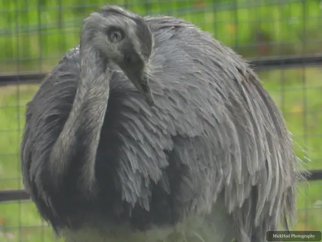 An emu shakes and fluffs its feathers.