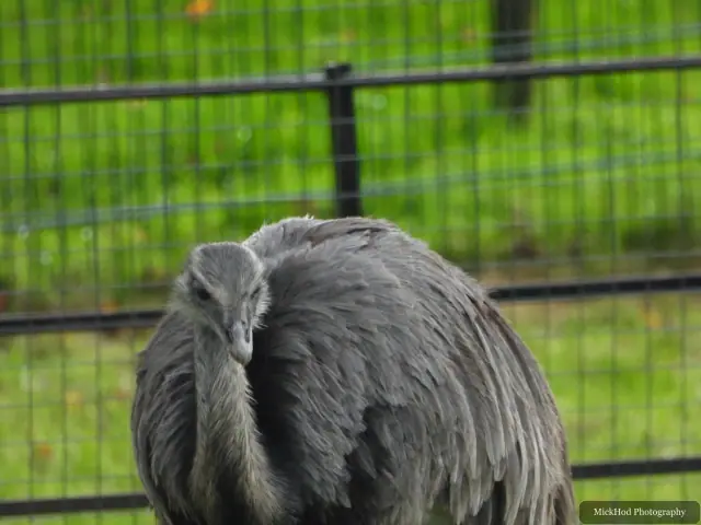 An emu lowers its head near the fence.
