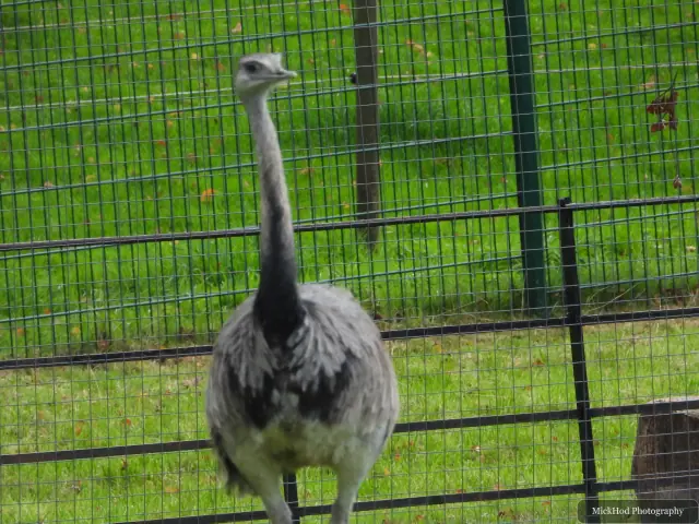 An emu stands upright in its paddock.