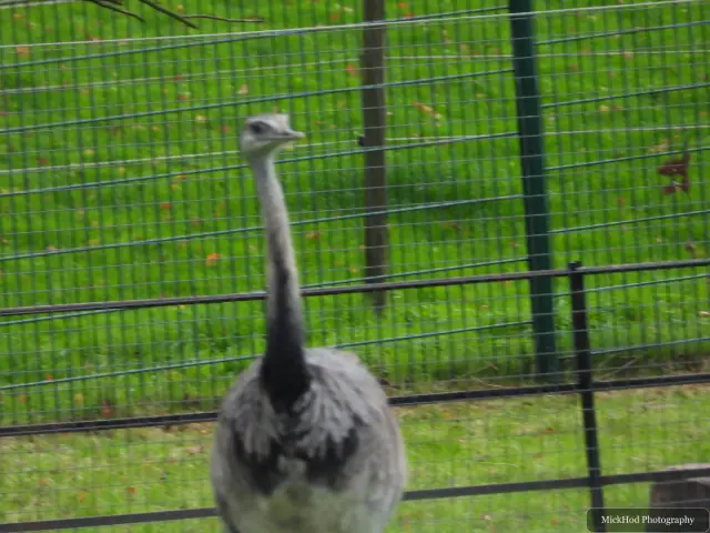 An emu watches from behind the wire fence.