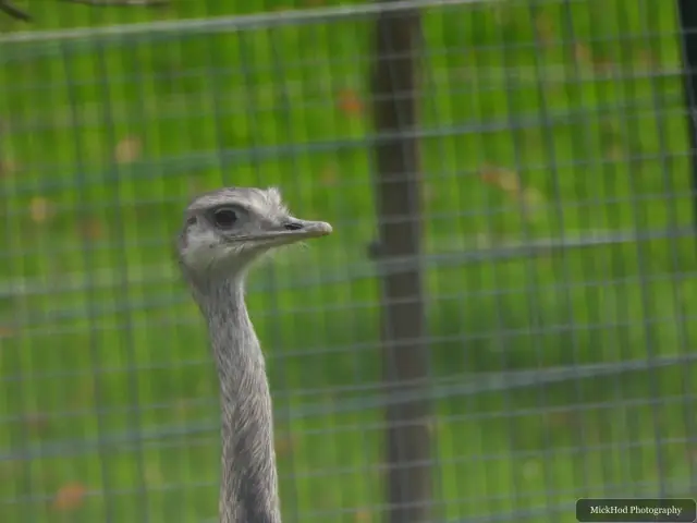 A close view of an emu looking through the fence.