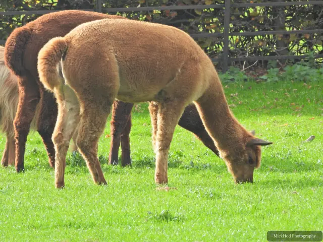 Two alpacas graze on the lawn.