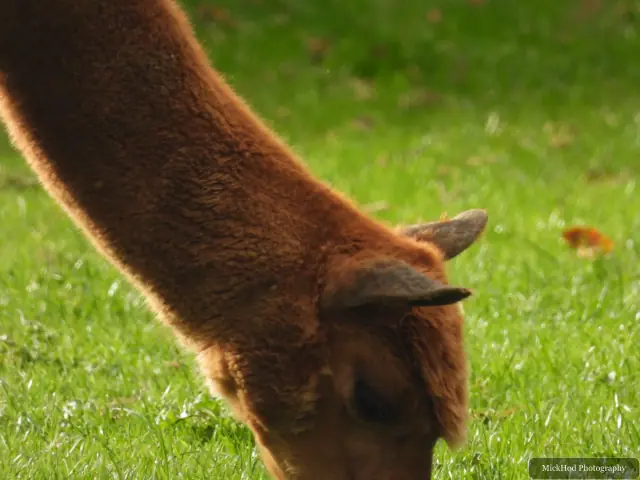 An alpaca lowers its head to graze.