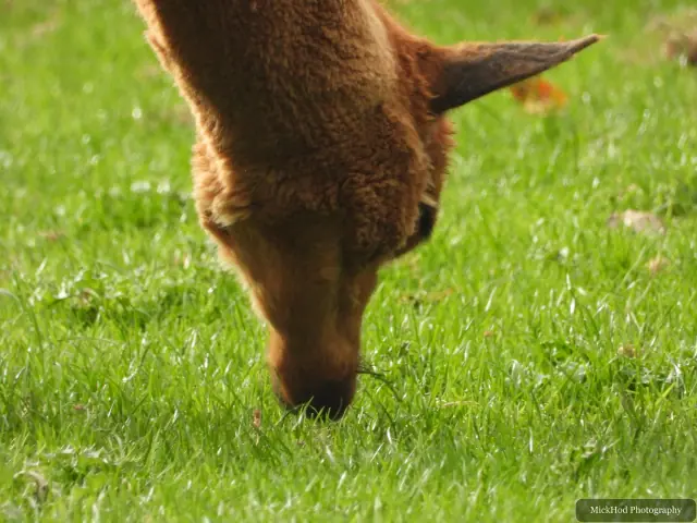A close view of an alpaca grazing on grass.