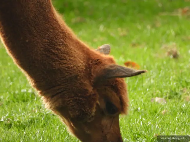An alpaca feeds with its head down in the grass.