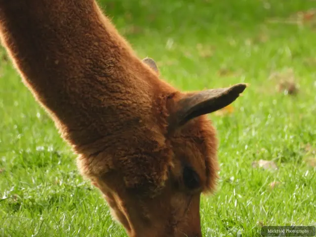 A grazing alpaca fills the frame.