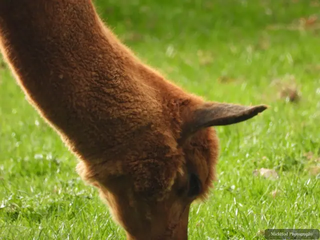 An alpaca continues grazing on the lawn.
