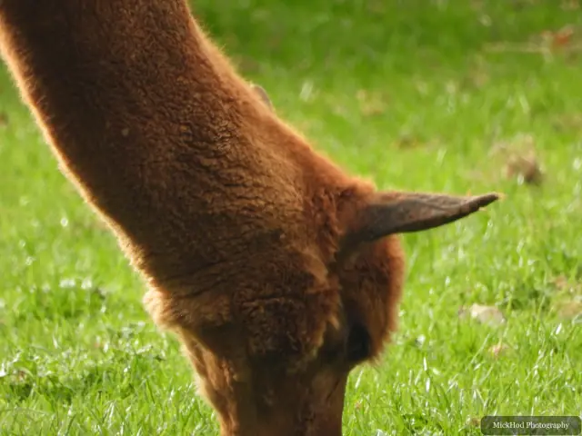 A close view of an alpaca feeding.