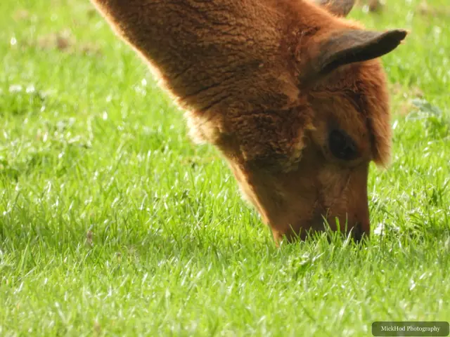 An alpaca grazes on the green paddock.