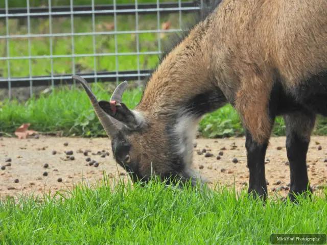 A goat feeds from the ground inside its enclosure.