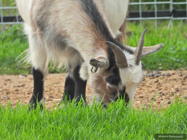Two goats lower their heads to feed.