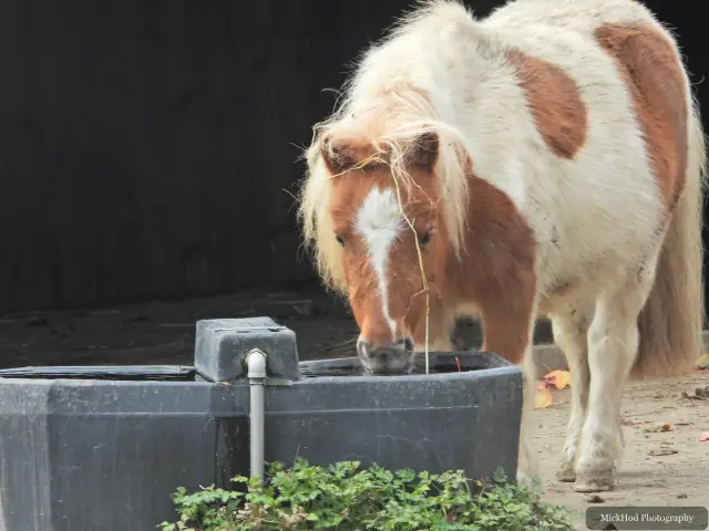 A small pony drinks from a water trough.