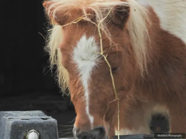A shaggy pony drinks from the trough.