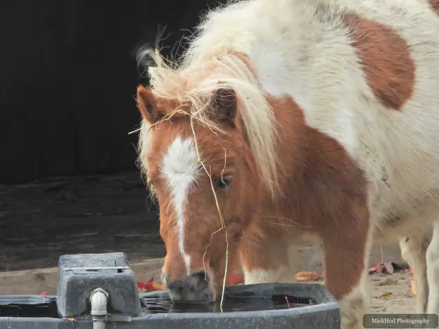 A pony pauses at the water trough.