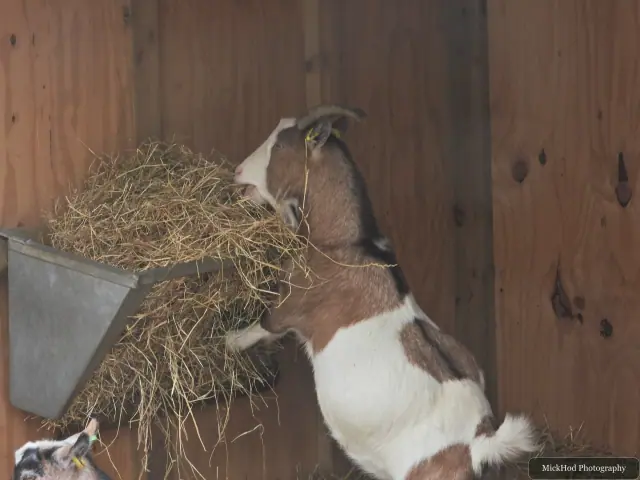 A goat gathers hay in its mouth inside the shelter.