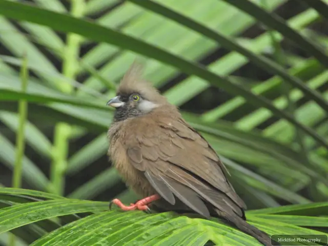 A Speckled Mousebird perches among the tropical leaves.