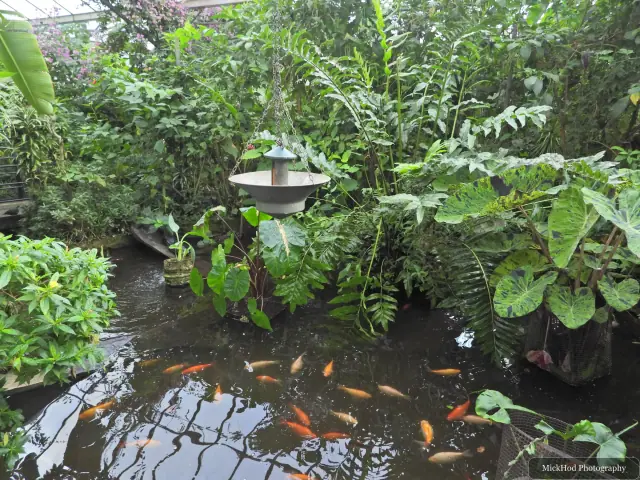A small pond and surrounding tropical plants fill the enclosure.
