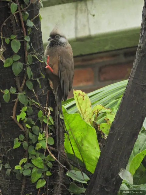 A Speckled Mousebird rests among the plants near the feeding area.
