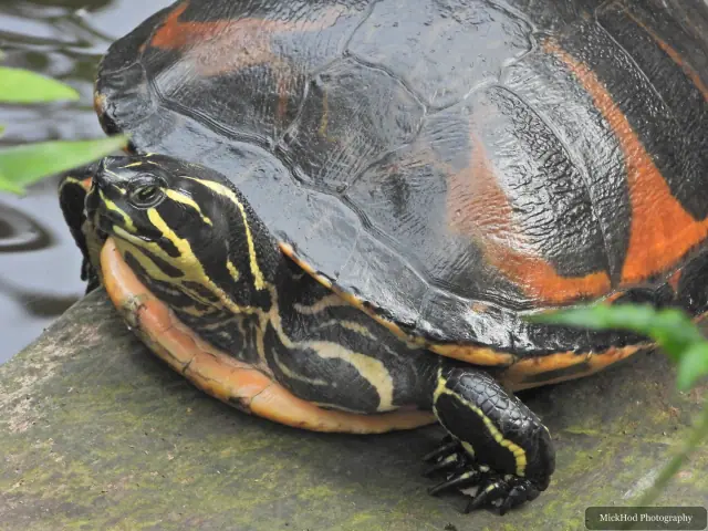 A red-eared slider rests on a rock beside the water.