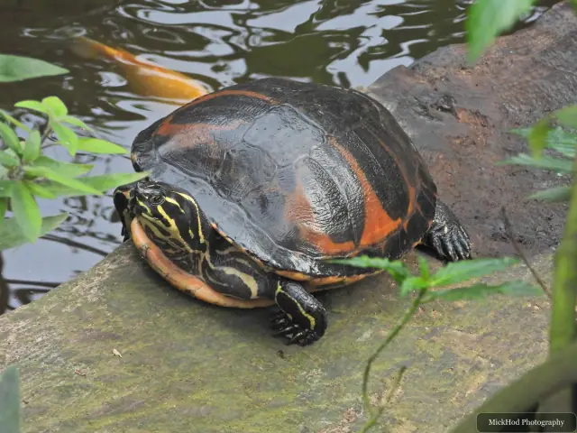 A red-eared slider climbs onto a ledge above the pond.