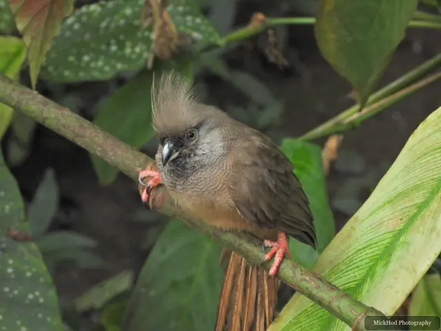 A Speckled Mousebird holds food among the tropical branches.