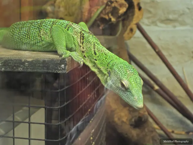 A green iguana stretches along a branch.