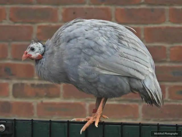 A helmeted guineafowl stands beside a brick wall.